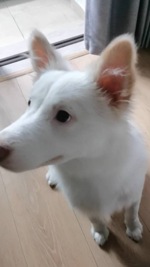 dalei